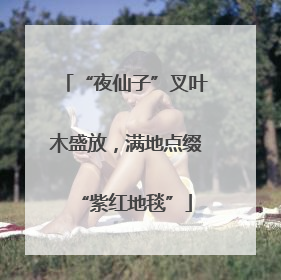 “夜仙子”叉叶木盛放，满地点缀“紫红地毯”