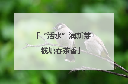 “活水”润新芽 钱塘春茶香