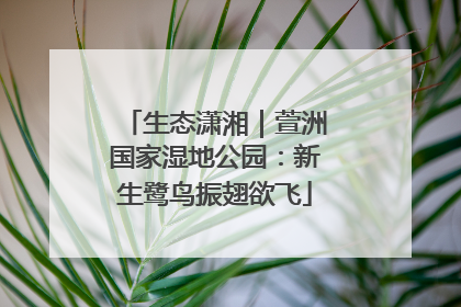 生态潇湘｜萱洲国家湿地公园：新生鹭鸟振翅欲飞