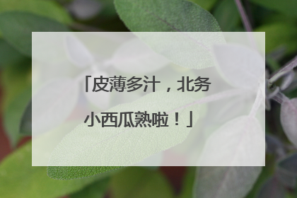 皮薄多汁，北务小西瓜熟啦！
