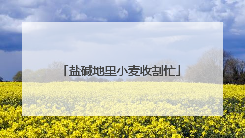 盐碱地里小麦收割忙