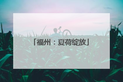 福州：夏荷绽放