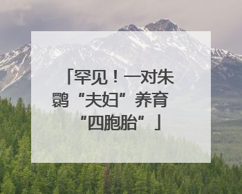 罕见！一对朱鹮“夫妇”养育“四胞胎”