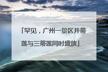 罕见，广州一景区并蒂莲与三蒂莲同时盛放