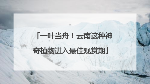 一叶当舟！云南这种神奇植物进入最佳观赏期