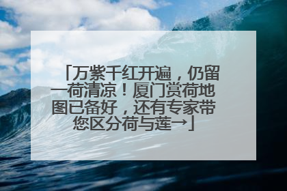 万紫千红开遍，仍留一荷清凉！厦门赏荷地图已备好，还有专家带您区分荷与莲→
