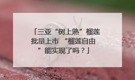 三亚“树上熟”榴莲批量上市 “榴莲自由”能实现了吗？
