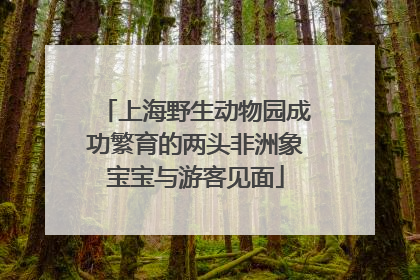 上海野生动物园成功繁育的两头非洲象宝宝与游客见面