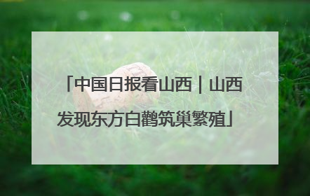 中国日报看山西｜山西发现东方白鹳筑巢繁殖