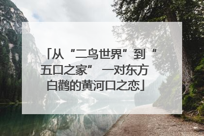 从“二鸟世界”到“五口之家” 一对东方白鹳的黄河口之恋
