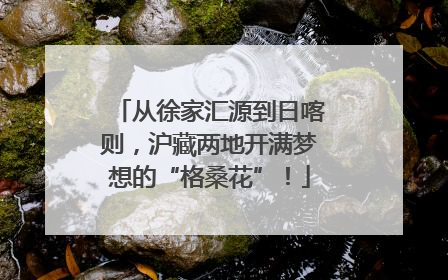从徐家汇源到日喀则，沪藏两地开满梦想的“格桑花”！