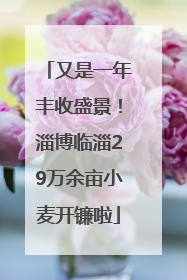 又是一年丰收盛景！淄博临淄29万余亩小麦开镰啦