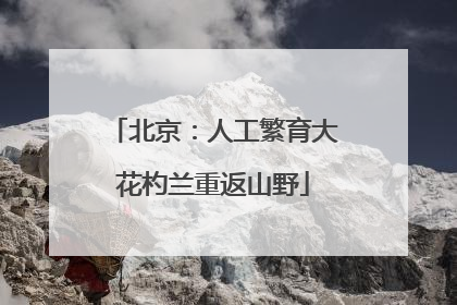 北京：人工繁育大花杓兰重返山野