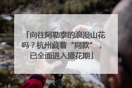 向往阿勒泰的浪漫山花吗？杭州藏着“同款”，已全面进入盛花期