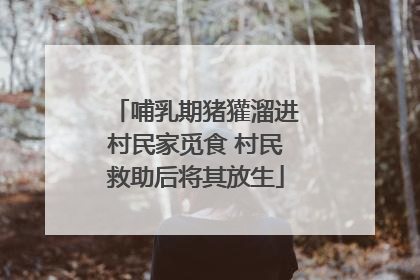 哺乳期猪獾溜进村民家觅食 村民救助后将其放生