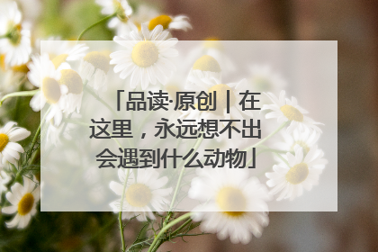 品读·原创｜在这里，永远想不出会遇到什么动物