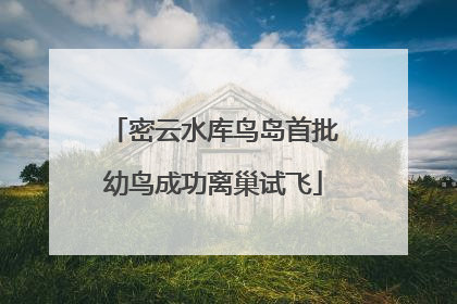 密云水库鸟岛首批幼鸟成功离巢试飞