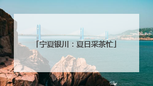 宁夏银川：夏日采茶忙