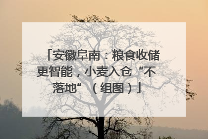 安徽阜南：粮食收储更智能，小麦入仓“不落地”（组图）