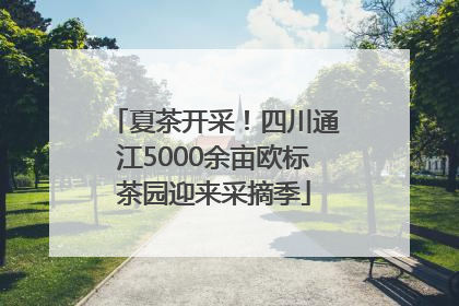 夏茶开采！四川通江5000余亩欧标茶园迎来采摘季