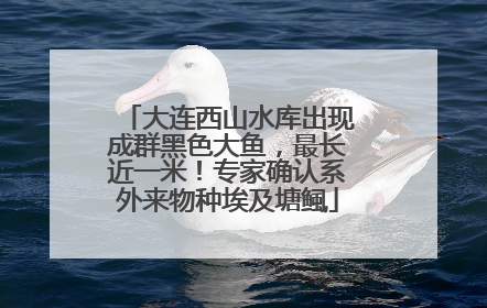 大连西山水库出现成群黑色大鱼，最长近一米！专家确认系外来物种埃及塘鲺