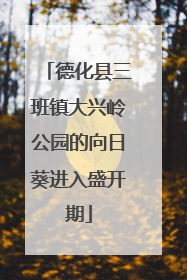 德化县三班镇大兴岭公园的向日葵进入盛开期