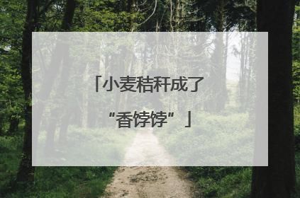 小麦秸秆成了“香饽饽”