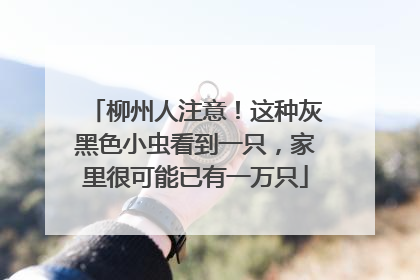 柳州人注意！这种灰黑色小虫看到一只，家里很可能已有一万只
