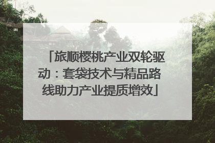 旅顺樱桃产业双轮驱动：套袋技术与精品路线助力产业提质增效