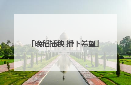 晚稻插秧 播下希望