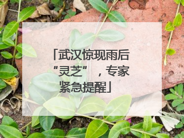 武汉惊现雨后“灵芝”，专家紧急提醒