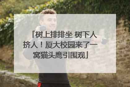 树上排排坐 树下人挤人！厦大校园来了一窝猫头鹰引围观