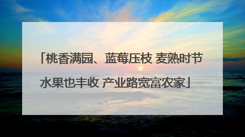 桃香满园、蓝莓压枝 麦熟时节水果也丰收 产业路宽富农家