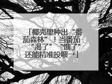 椰壳里种出“番茄森林”！当番茄“渴了”“饿了”还能精准投喂→