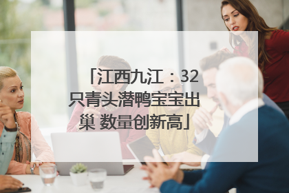 江西九江：32只青头潜鸭宝宝出巢 数量创新高