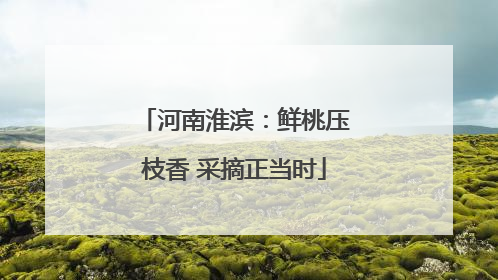 河南淮滨：鲜桃压枝香 采摘正当时