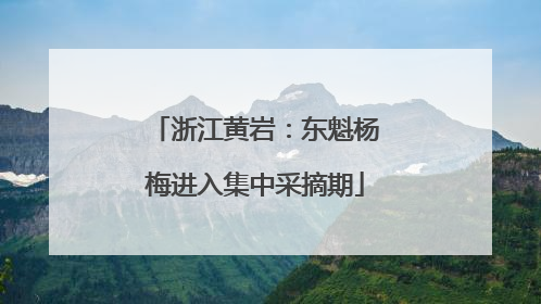 浙江黄岩：东魁杨梅进入集中采摘期