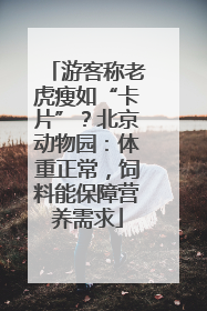 游客称老虎瘦如“卡片”？北京动物园：体重正常，饲料能保障营养需求