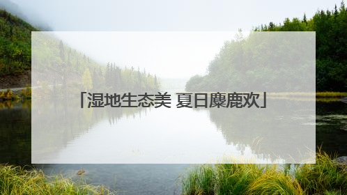 湿地生态美 夏日麋鹿欢