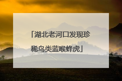 湖北老河口发现珍稀鸟类蓝喉蜂虎