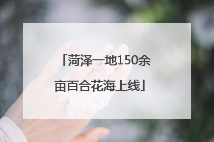 菏泽一地150余亩百合花海上线