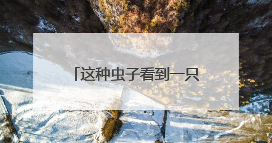 这种虫子看到一只，家里很可能已有一万只（不是蟑螂）