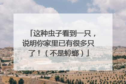 这种虫子看到一只，说明你家里已有很多只了！（不是蟑螂）