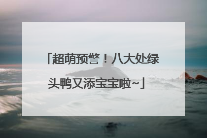 超萌预警！八大处绿头鸭又添宝宝啦~