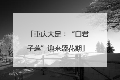 重庆大足：“白君子莲”迎来盛花期
