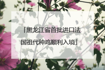 黑龙江省首批进口法国祖代种鸡顺利入境