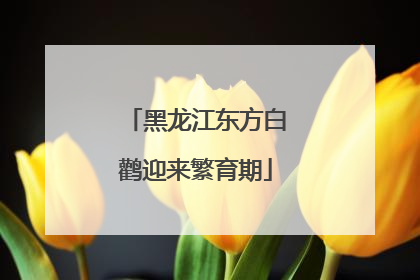 黑龙江东方白鹳迎来繁育期