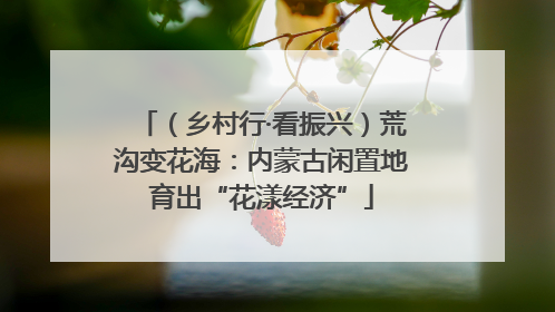 （乡村行·看振兴）荒沟变花海：内蒙古闲置地育出“花漾经济”